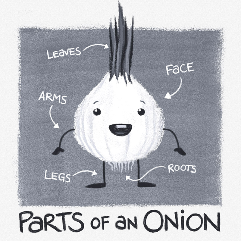 Parts of an Onion