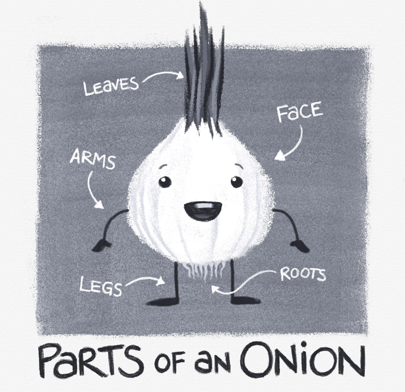 Parts of an Onion